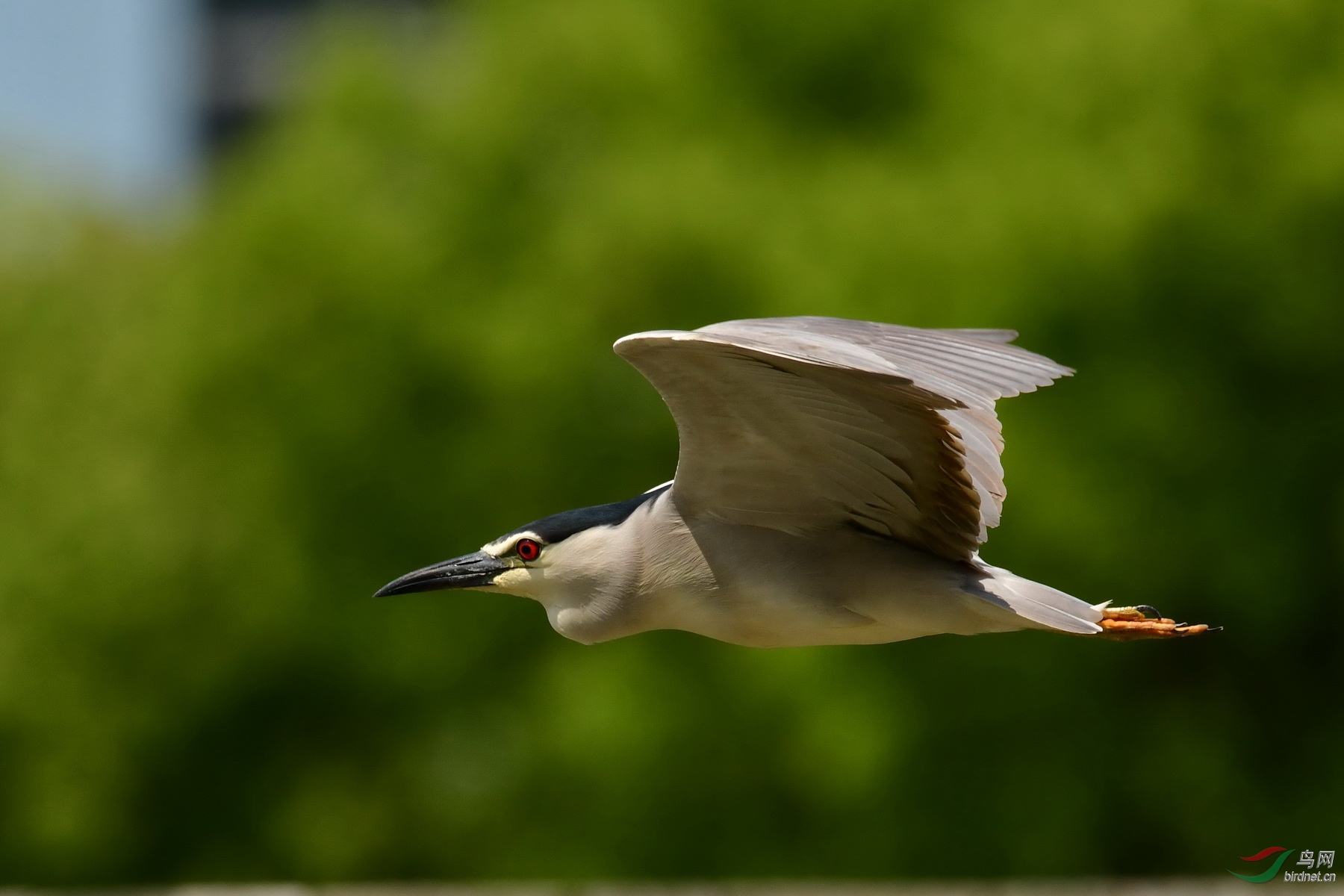 DSC_3100a.jpg