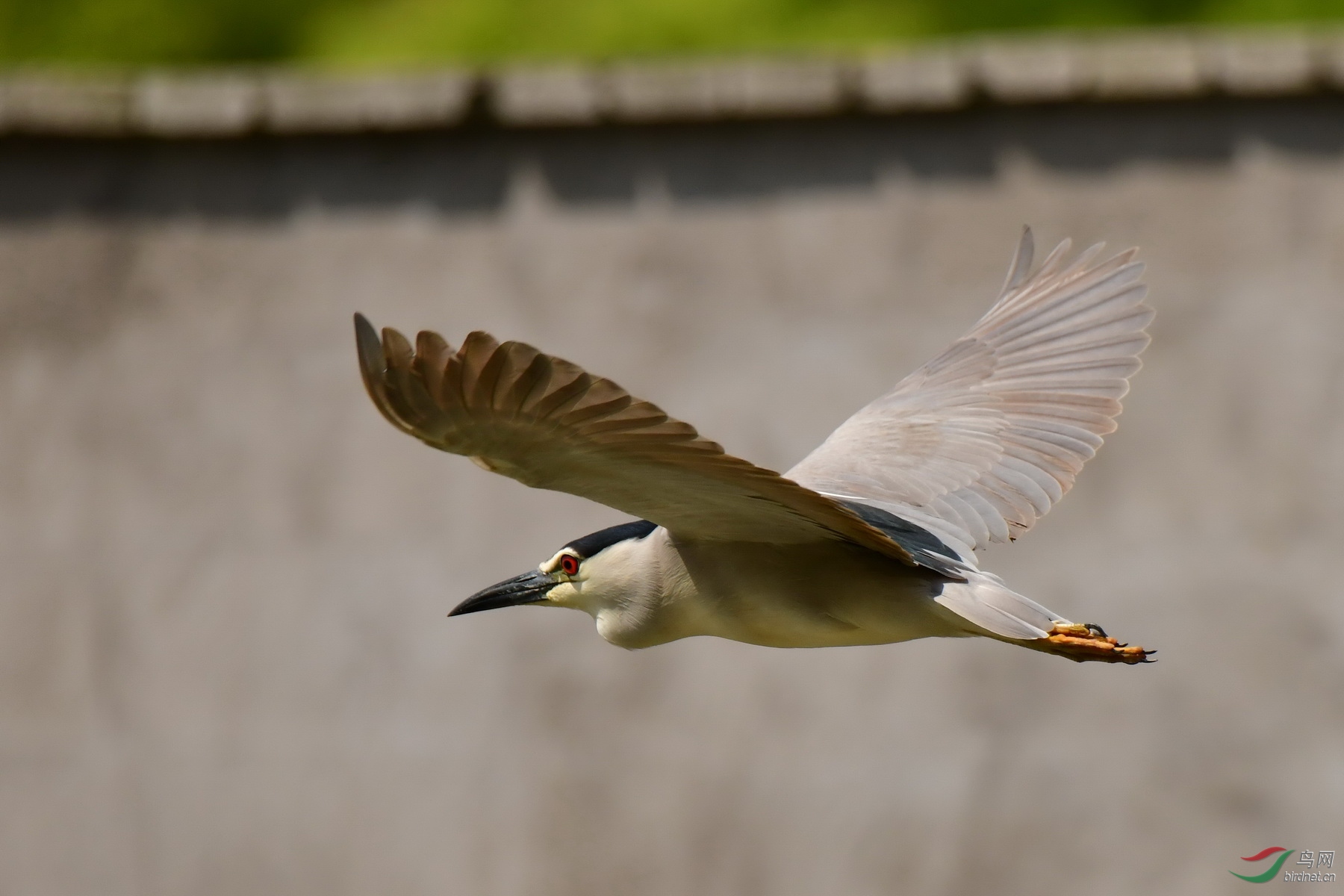 DSC_3109a.jpg