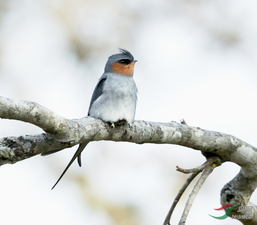 树枝上筑巢的灰树雨燕 - 贵州版 guizhou 鸟网