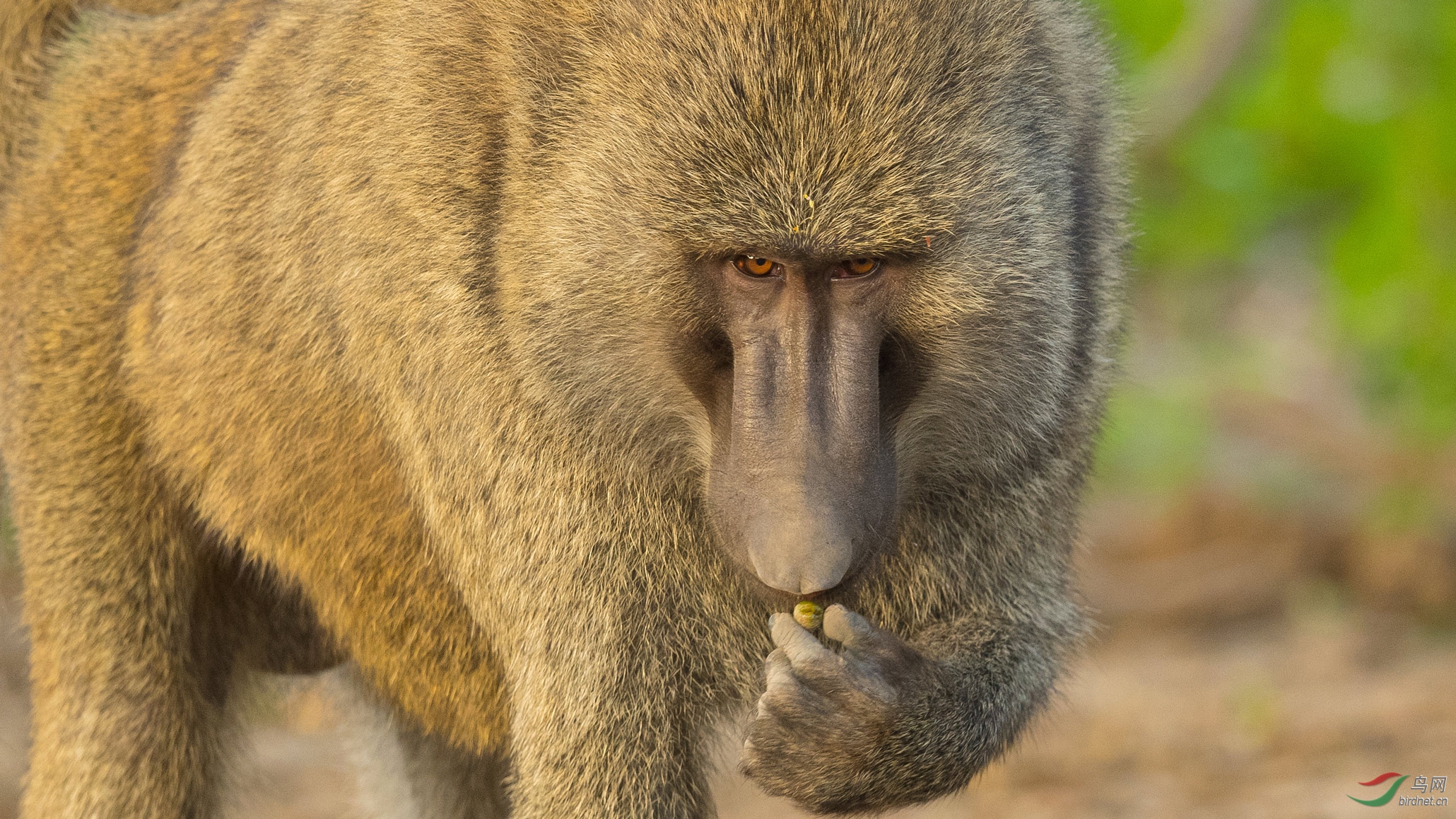 狒狒- 四川版 sichuan 鸟网