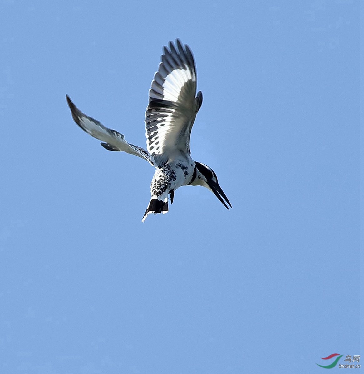 AB8I3800.JPG