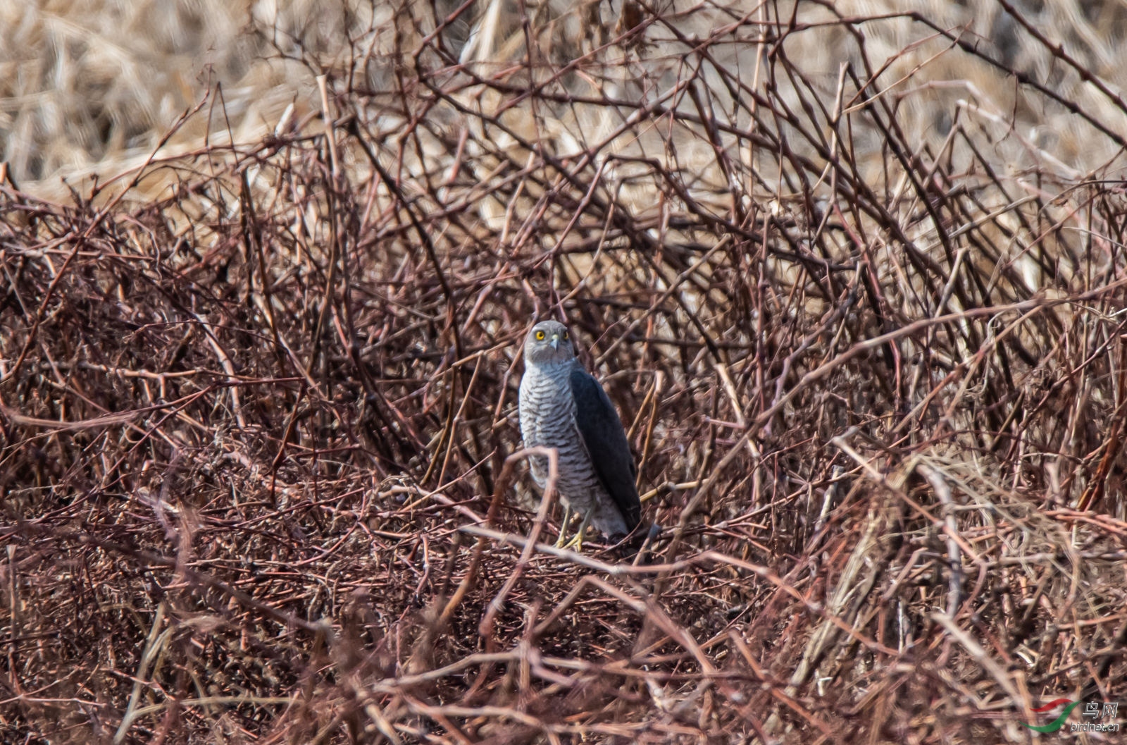 _DSC2590_1.JPG