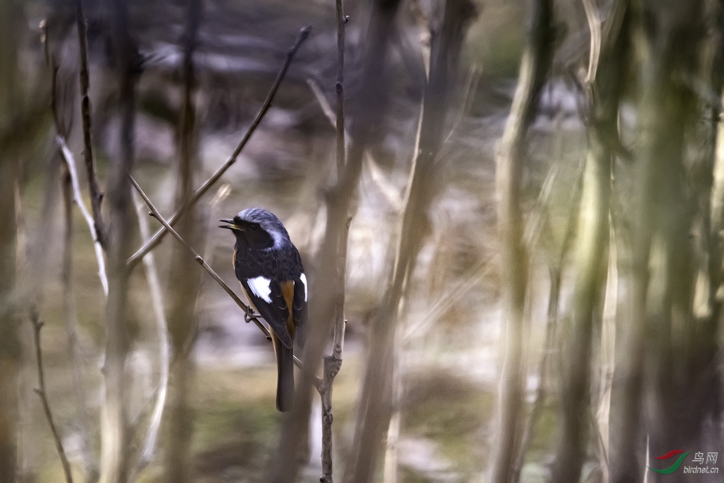 DSC_9303.jpg��jpg.jpg