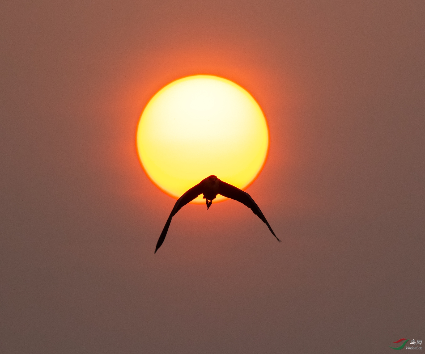 背个太阳不下山 - 鸟友风采 鸟网