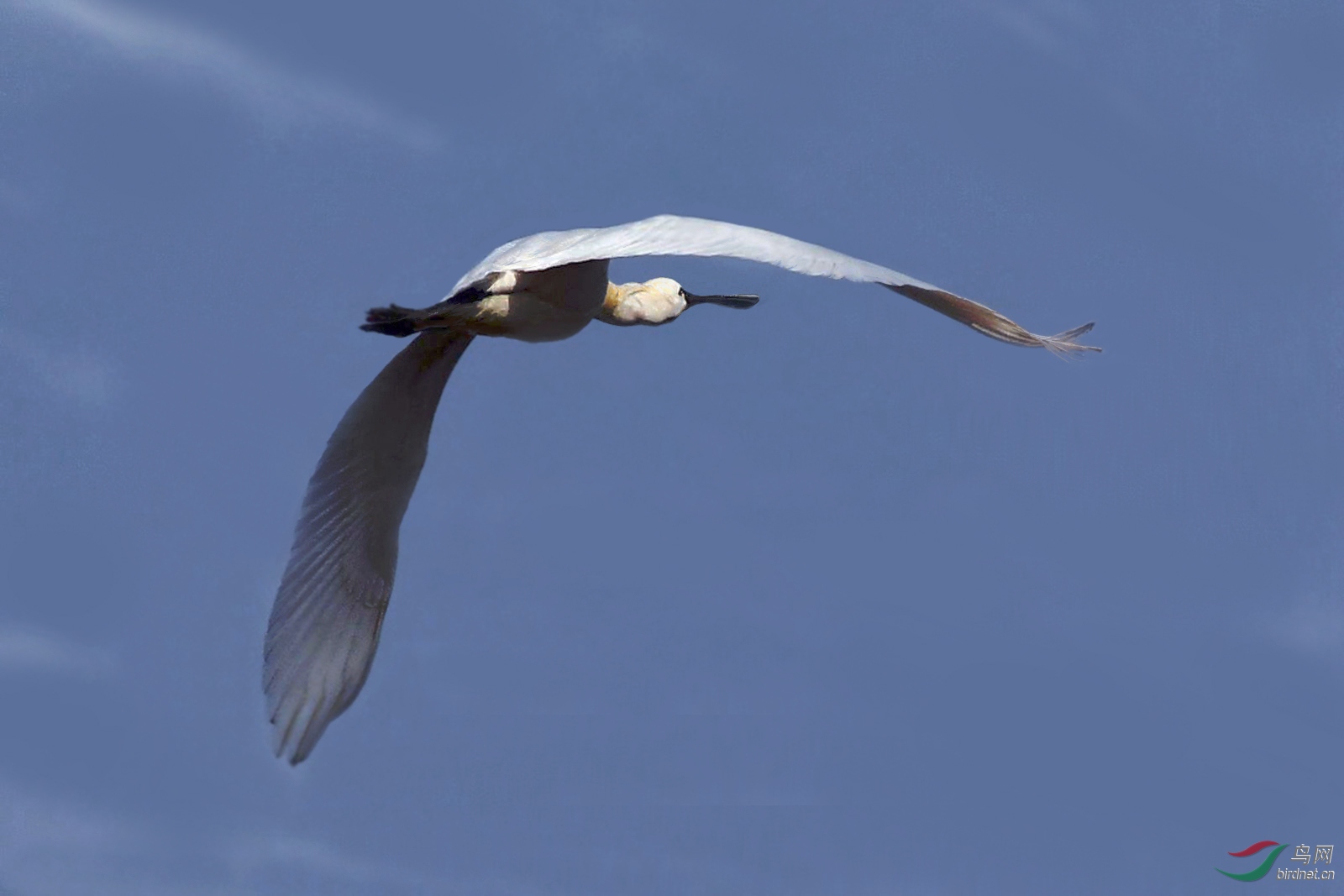 一只单飞的白琵鹭谢谢浏览