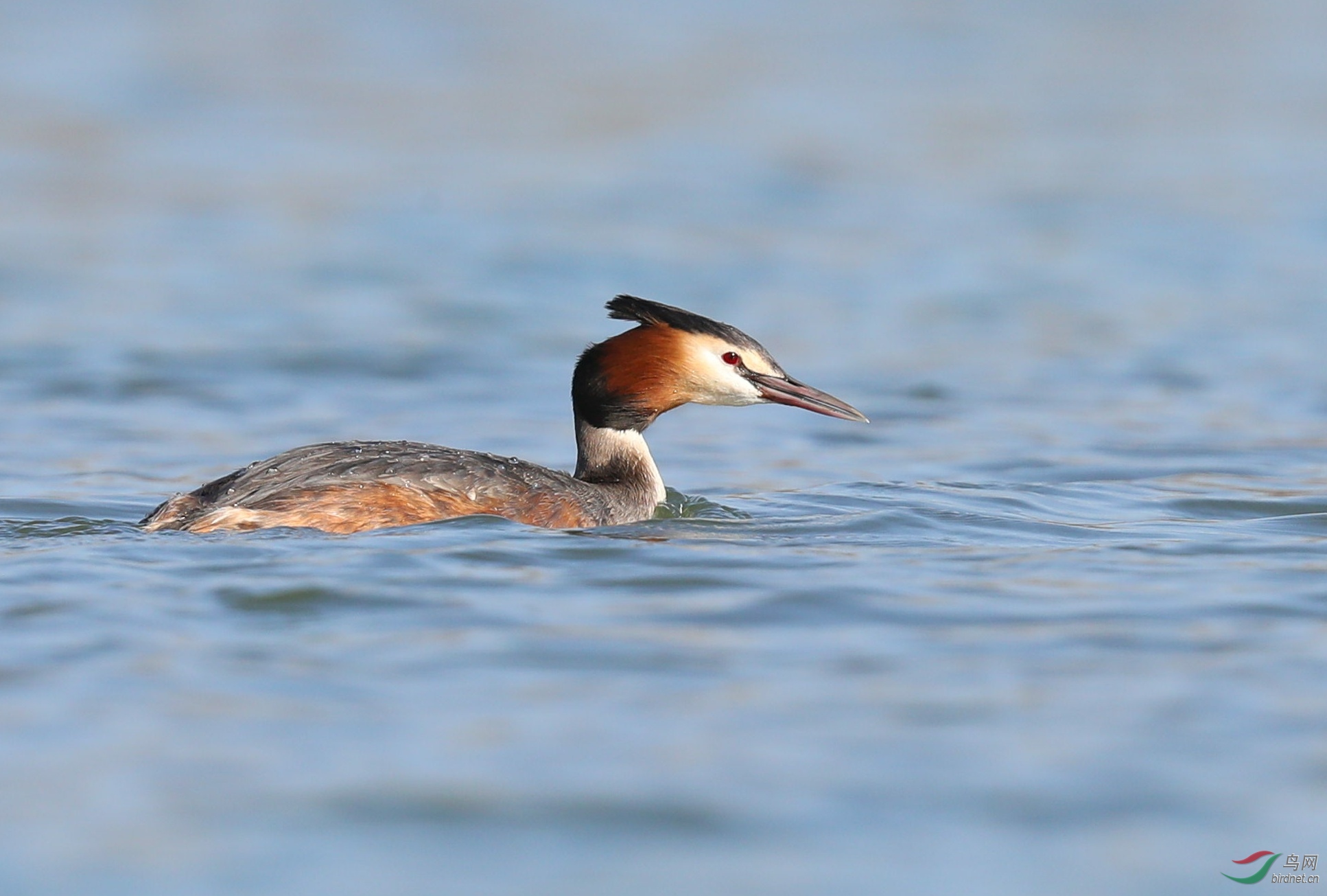 凤头鸊鷉2 - 河北版 hebei 鸟网