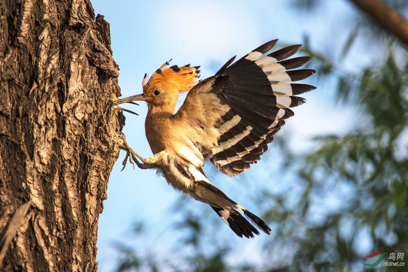 BI7W83731.jpg