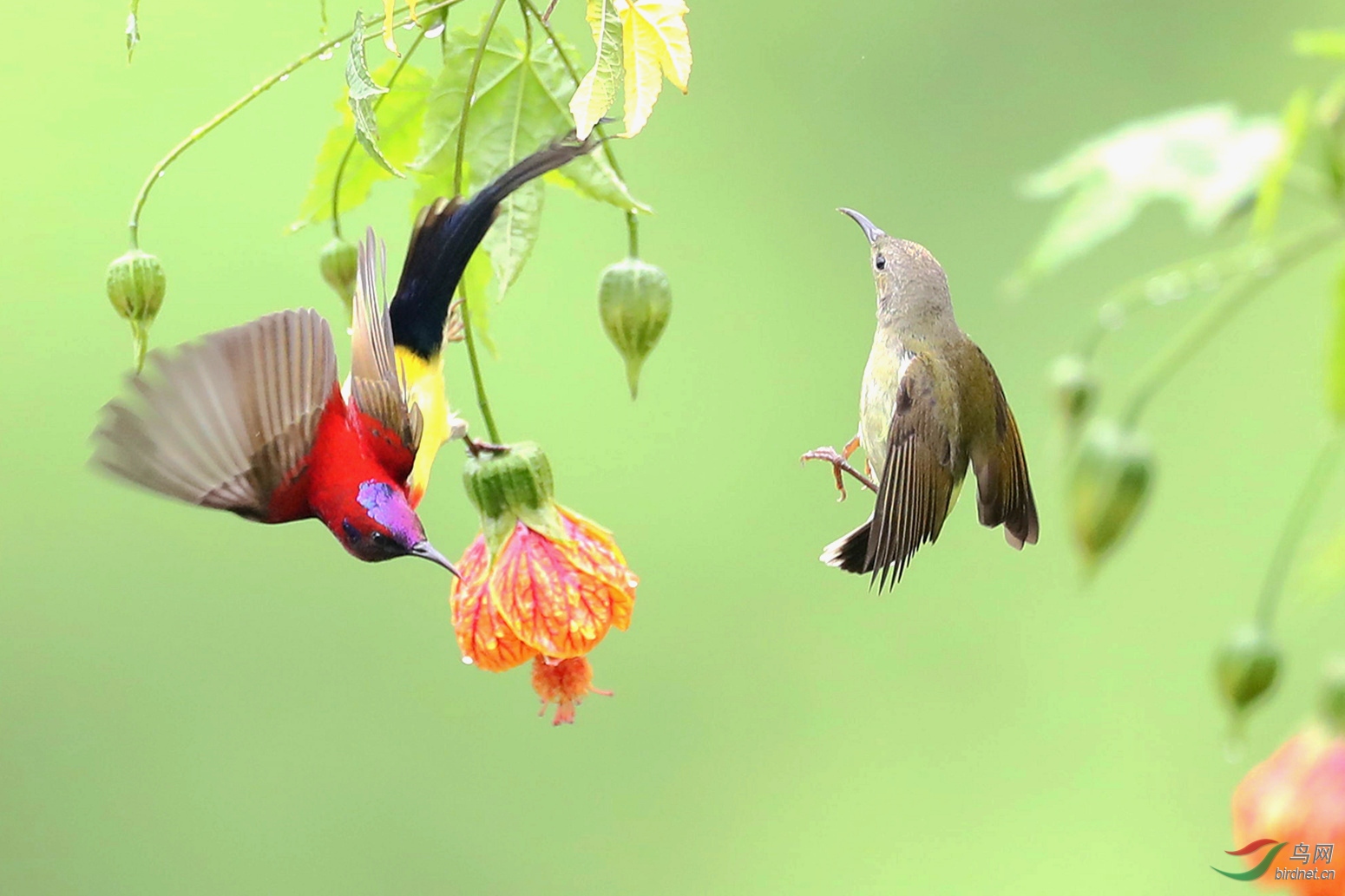 鳳求凰