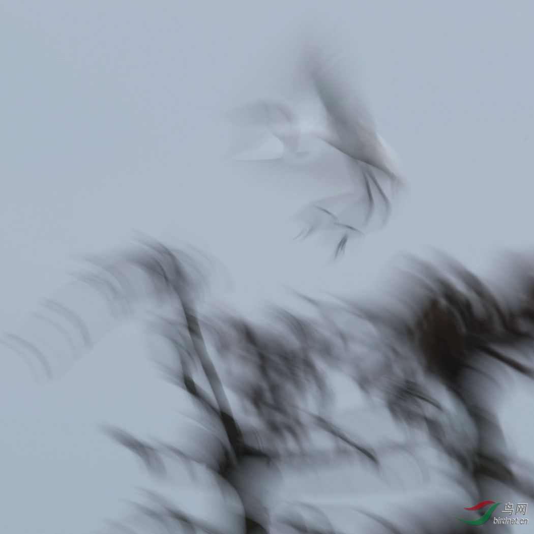 nEO_IMG_DSC_9596.jpg