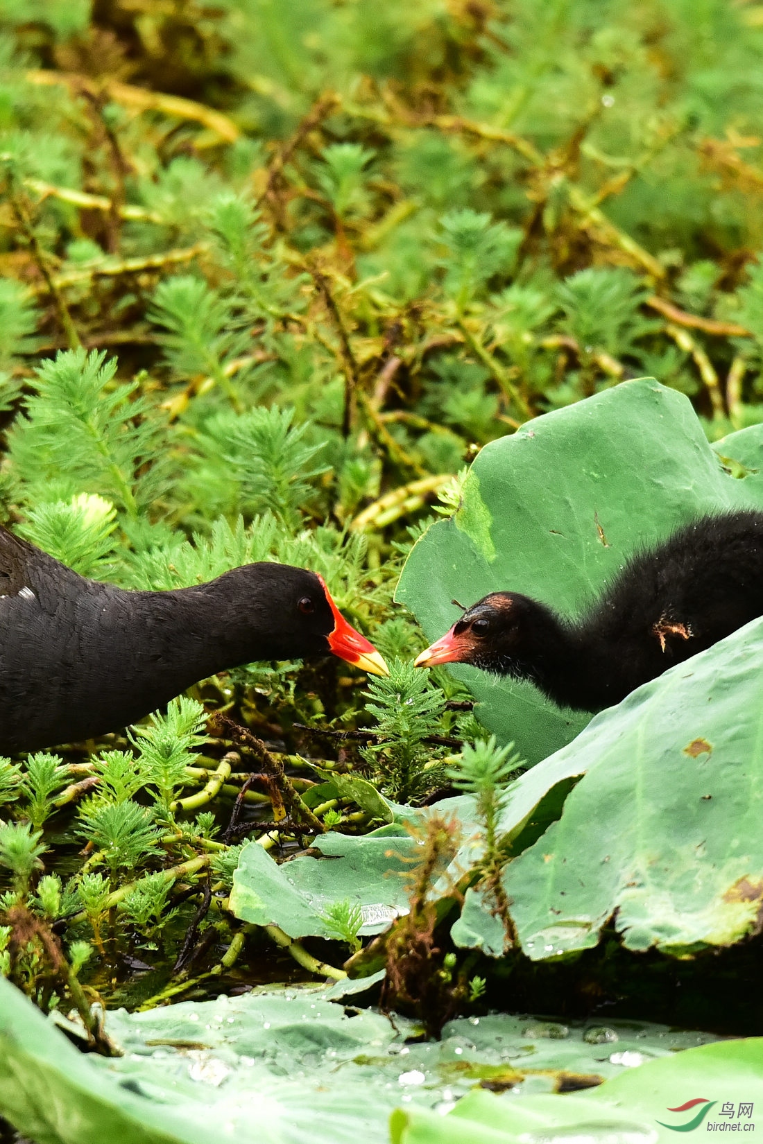 DSC_0778.JPG