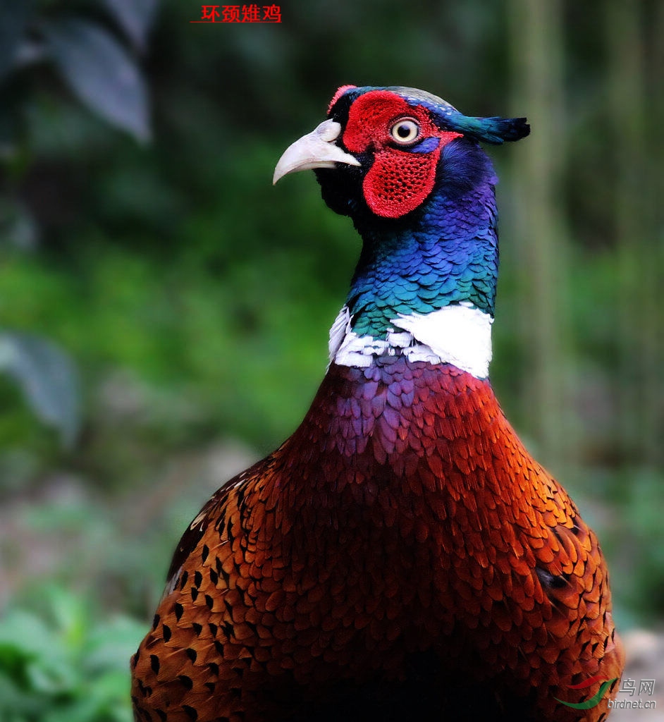 单身- 第17页 - 四川版 sichuan 鸟网