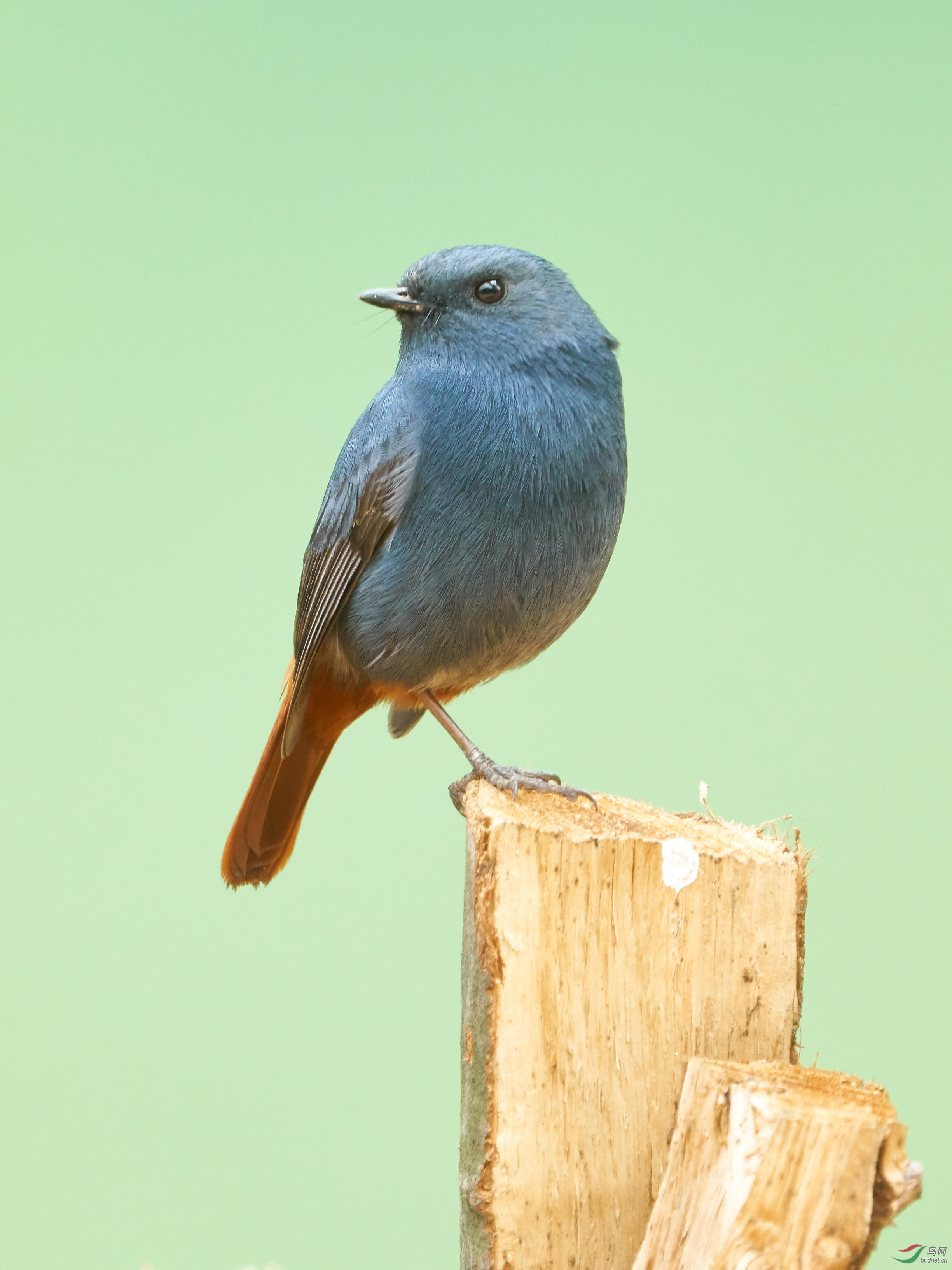 [林鸟] 杭州鱼潭拍-----红尾水鸲(雄)
