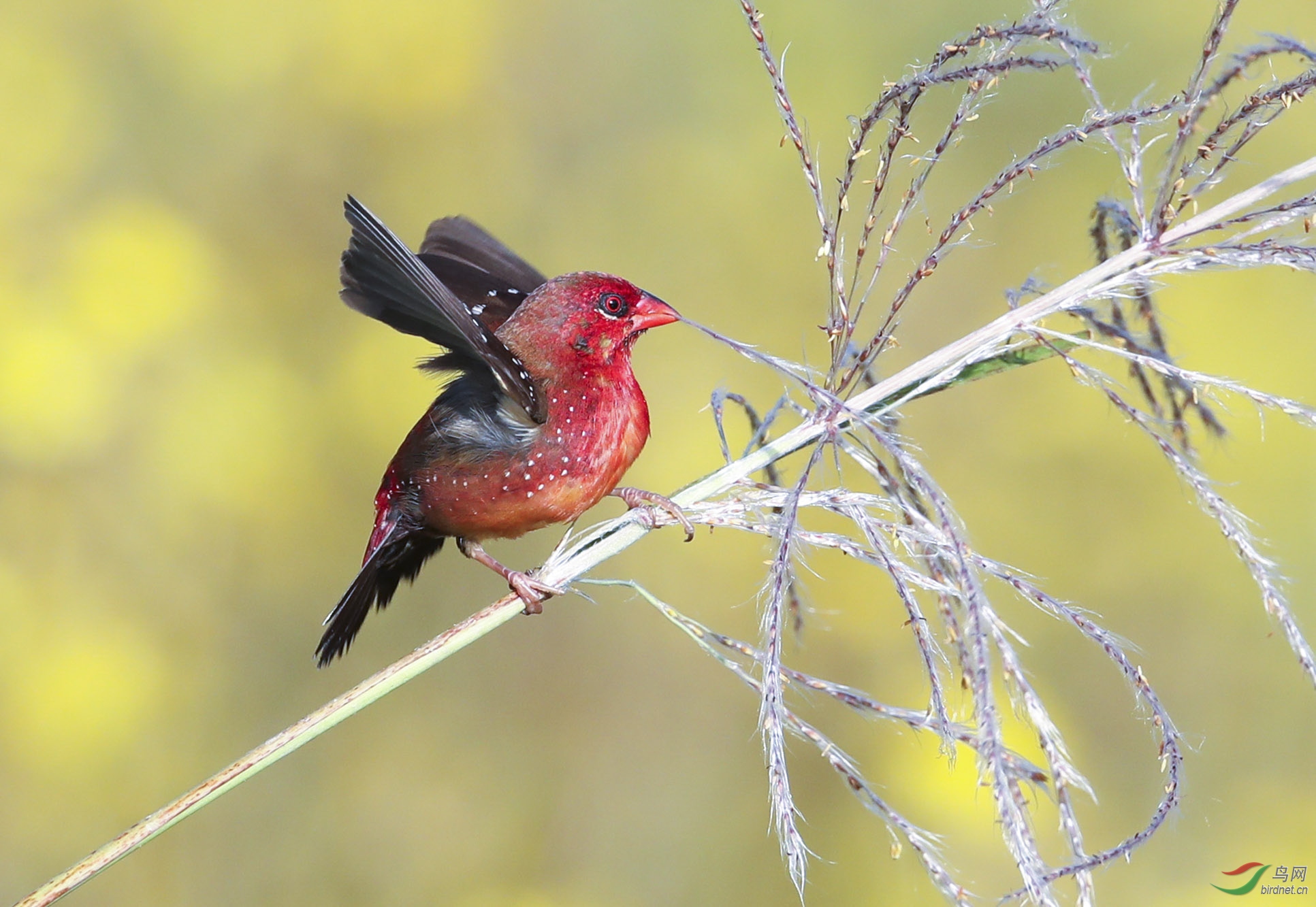 红梅花雀 - 重庆版 chongqing 鸟网