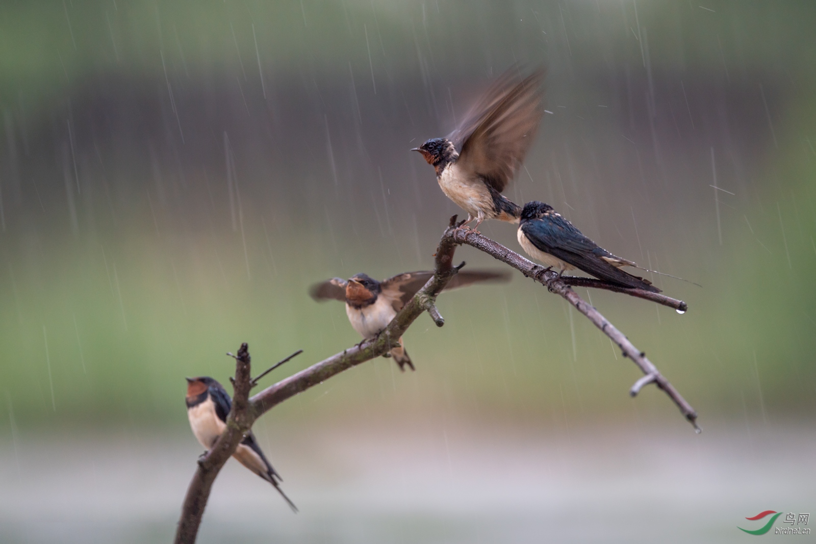 风雨中的燕子图片图片