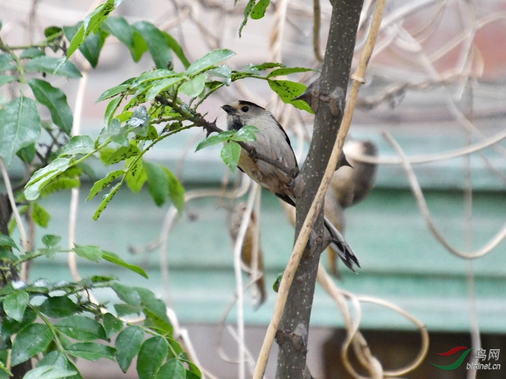 D50_1306.jpg