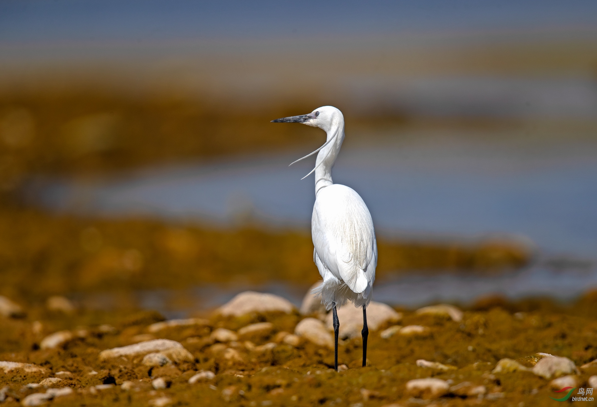 小白鹭.jpg