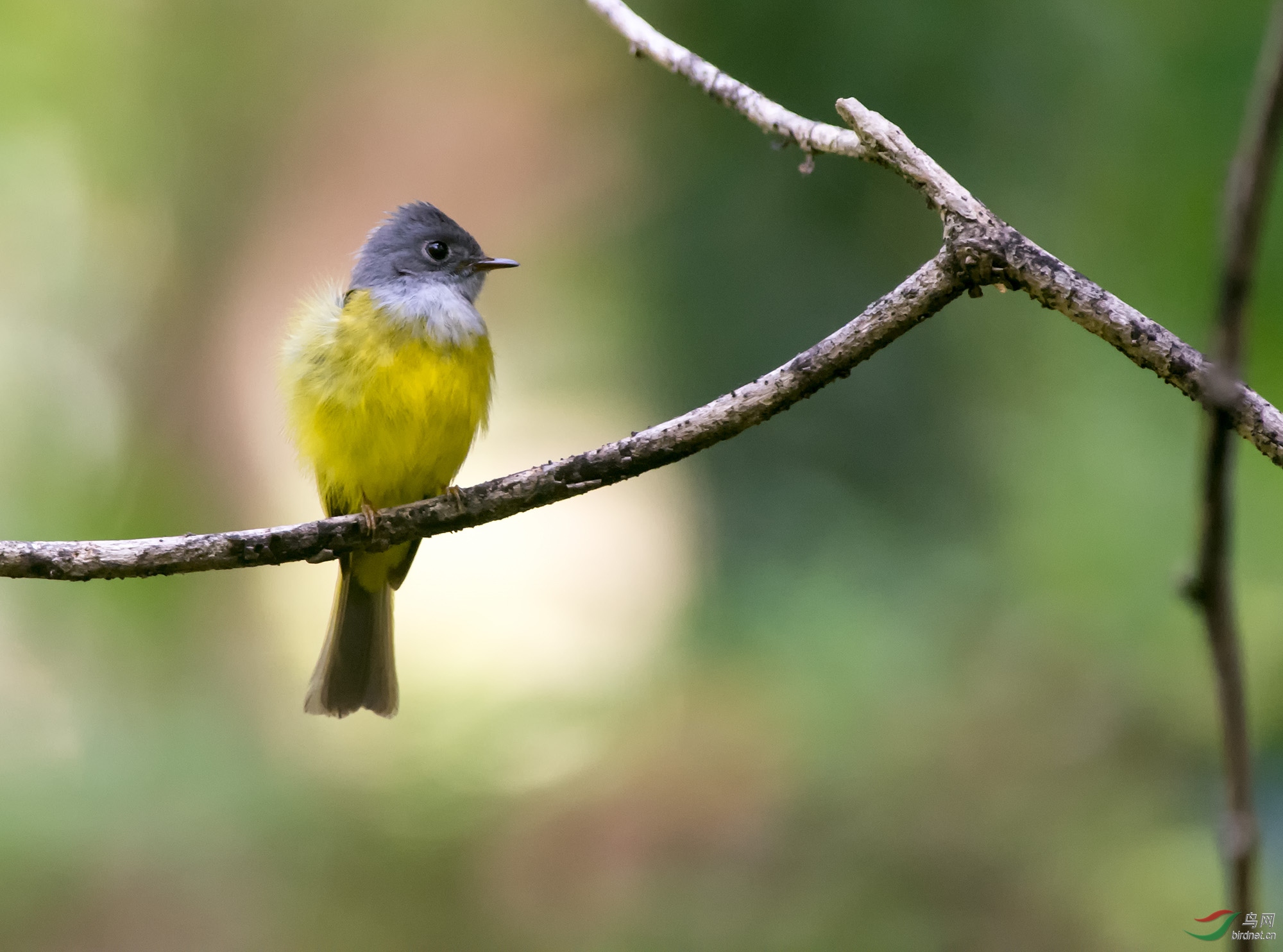 ��β�l 7��