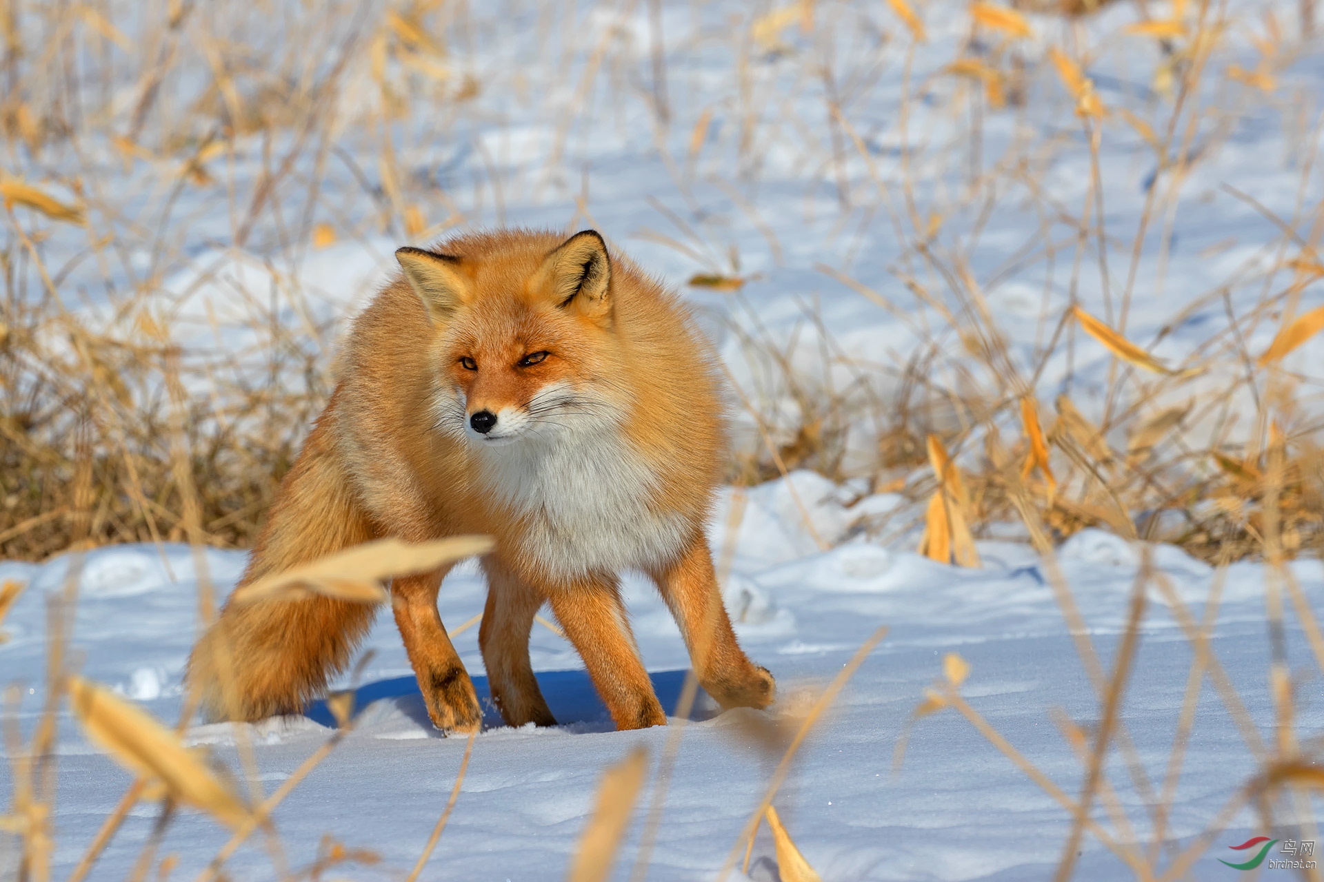 长白山赤狐图片
