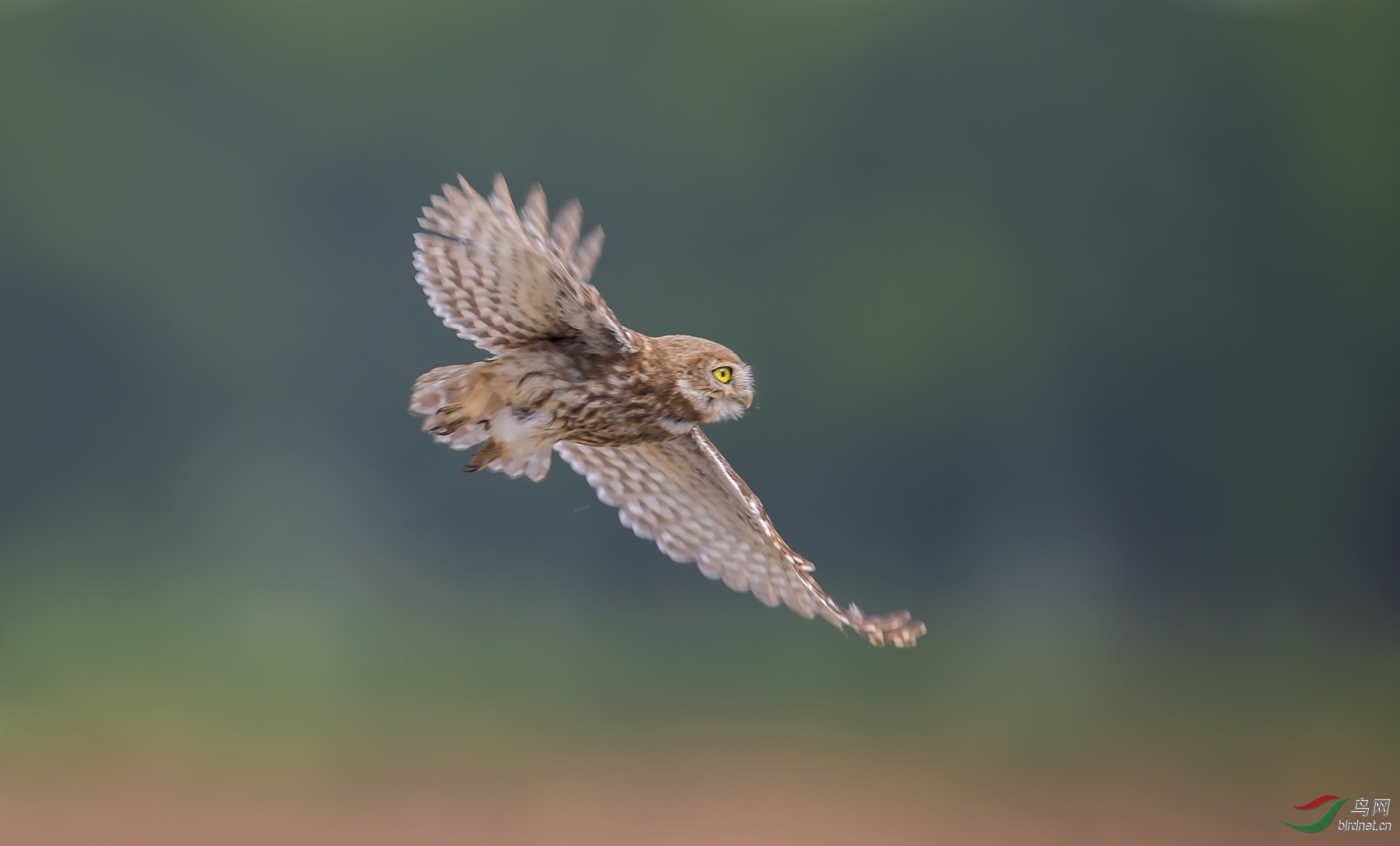 巡视领地纵纹腹 