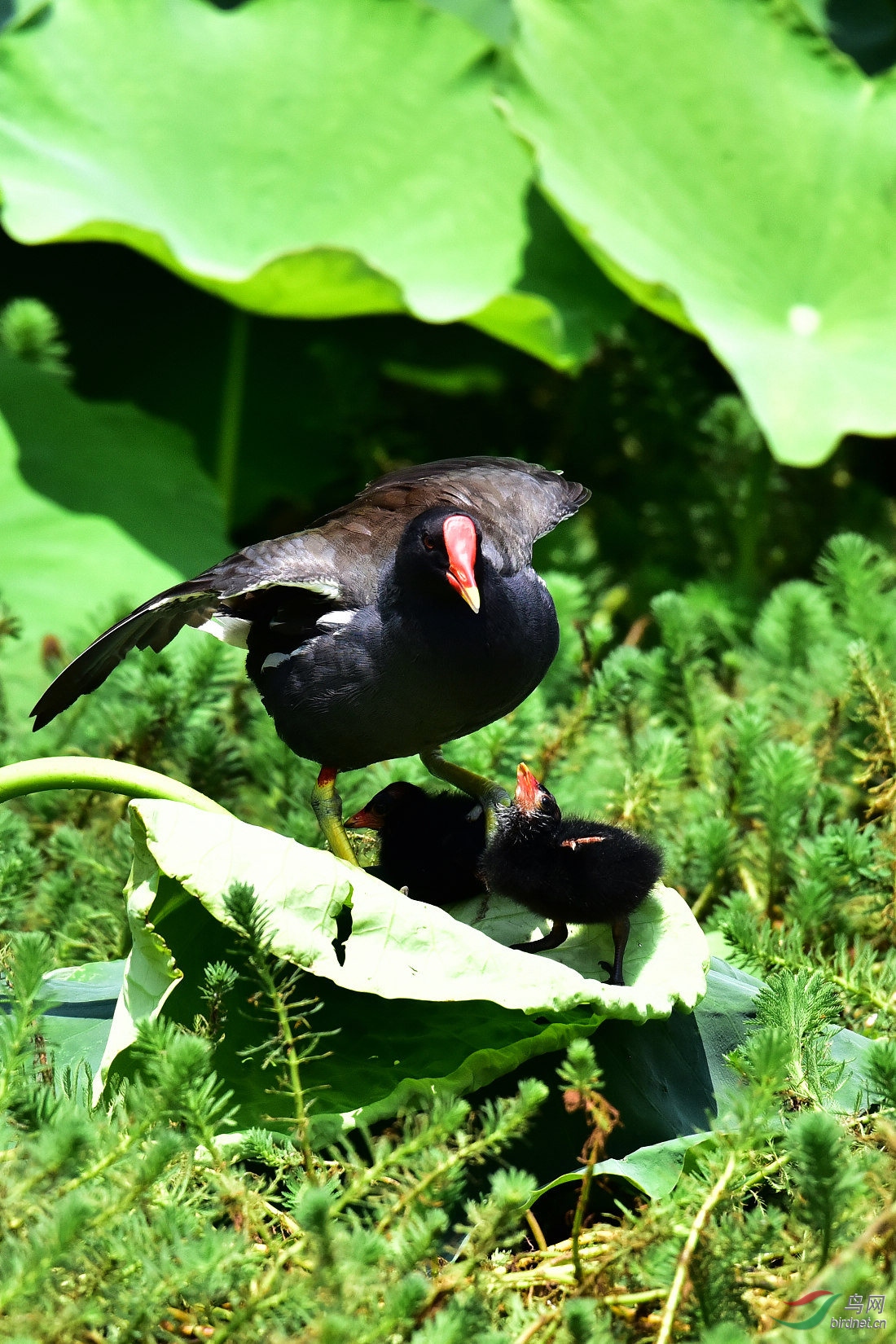 DSC_0787.JPG