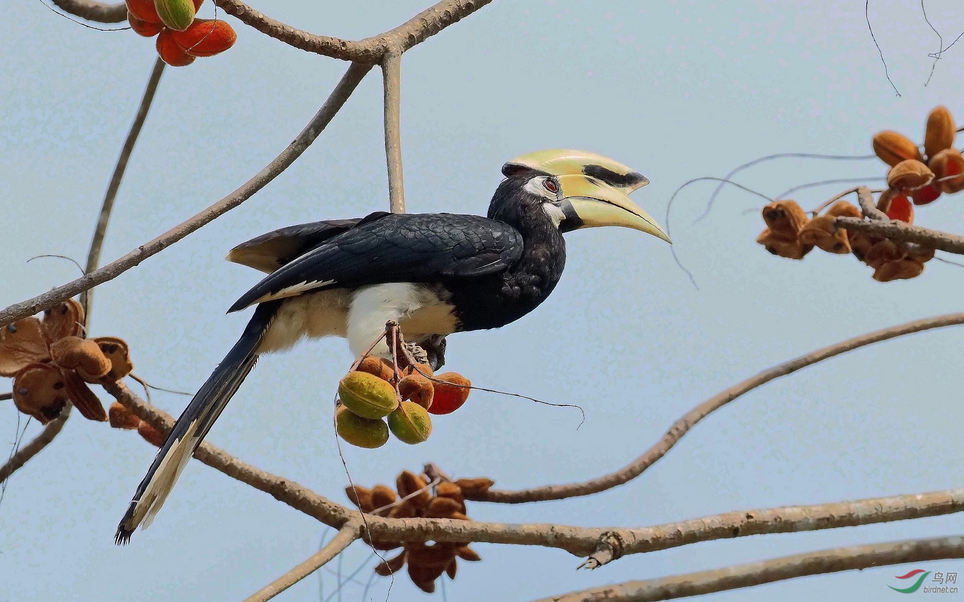 冠斑犀鸟! - 四川版 sichuan 鸟网
