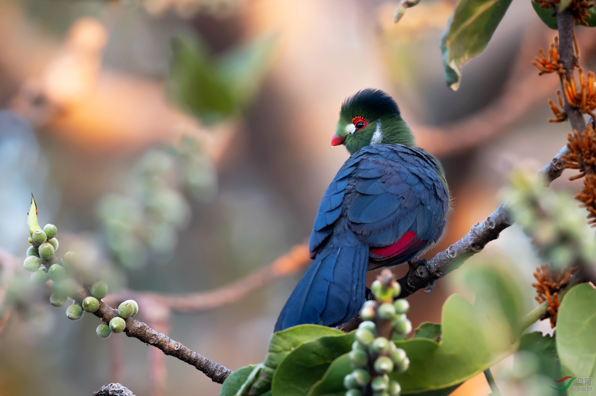 白颊蕉鹃祝贺荣获鸟类精华