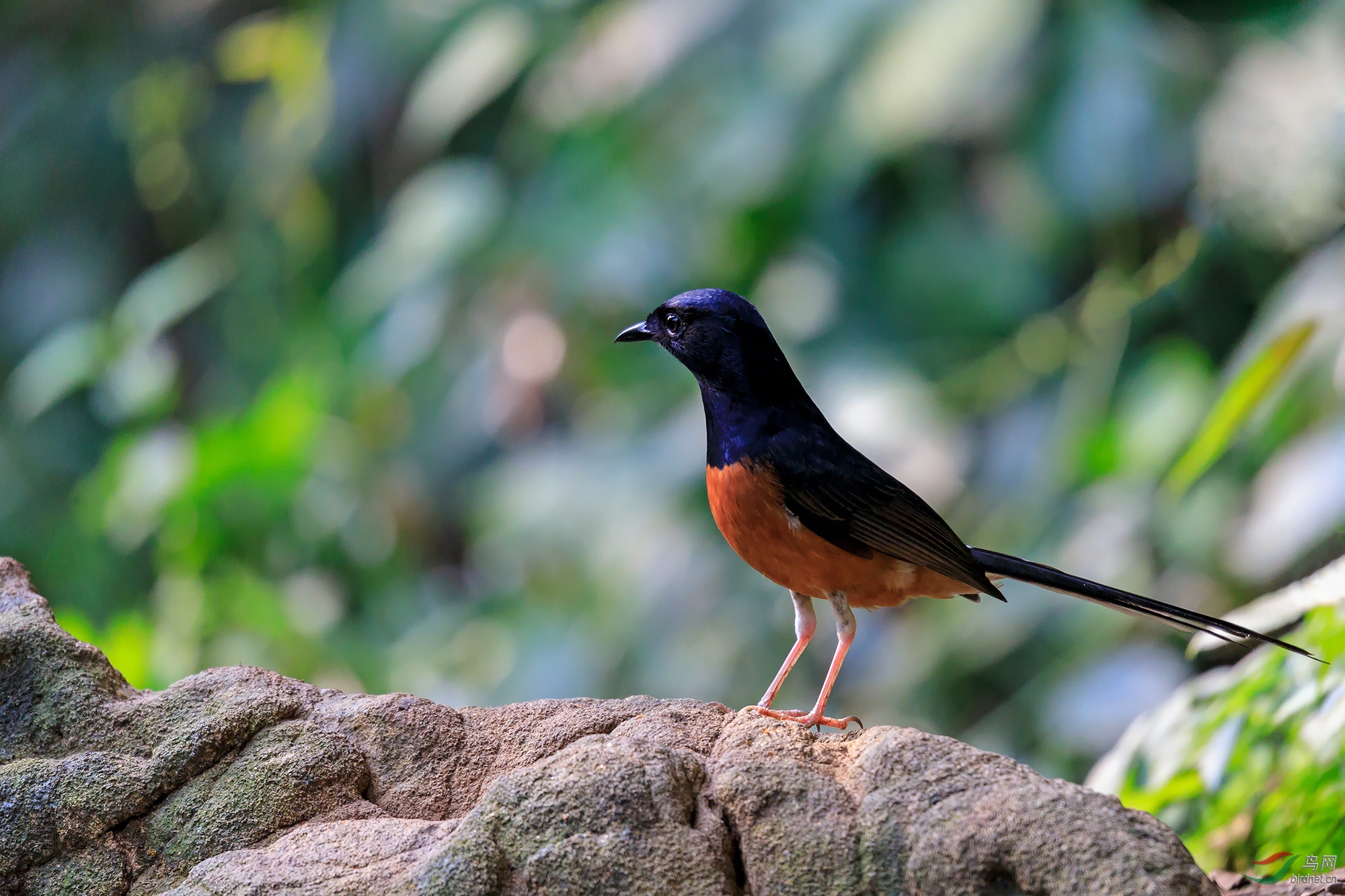 林地搜寻(白腰鹊鸲)