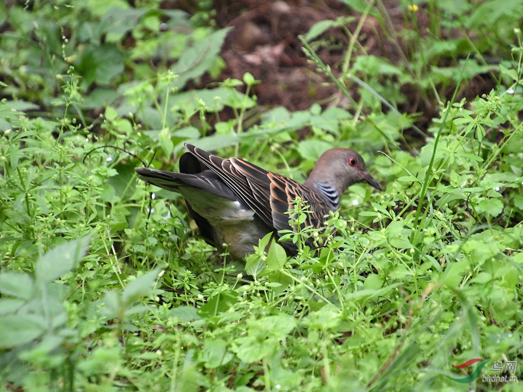 D50_0239.jpg