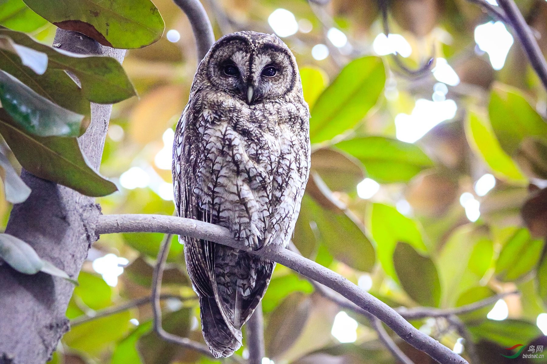 3  灰林鸮 (1)_副本.jpg