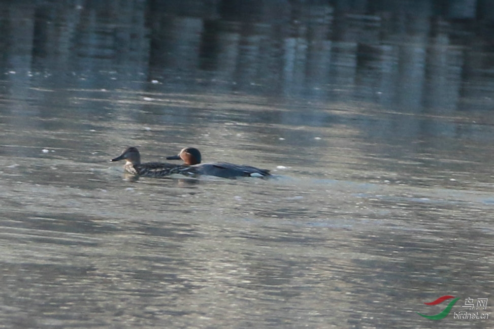 1,2��һ�ԡ�����βѼ��