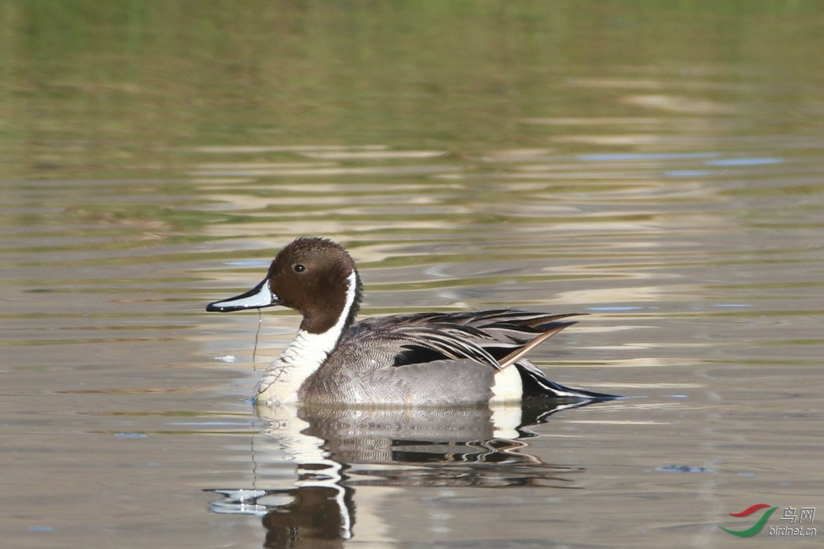 8����βѼ��