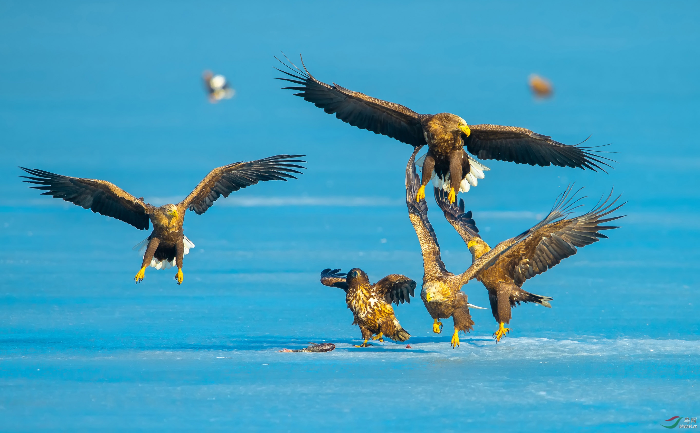 前赴后继白尾海雕