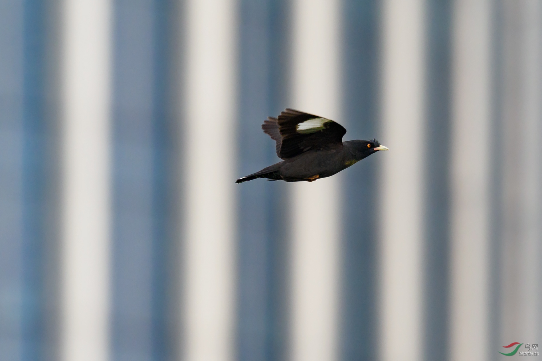 P3295945ac.jpg