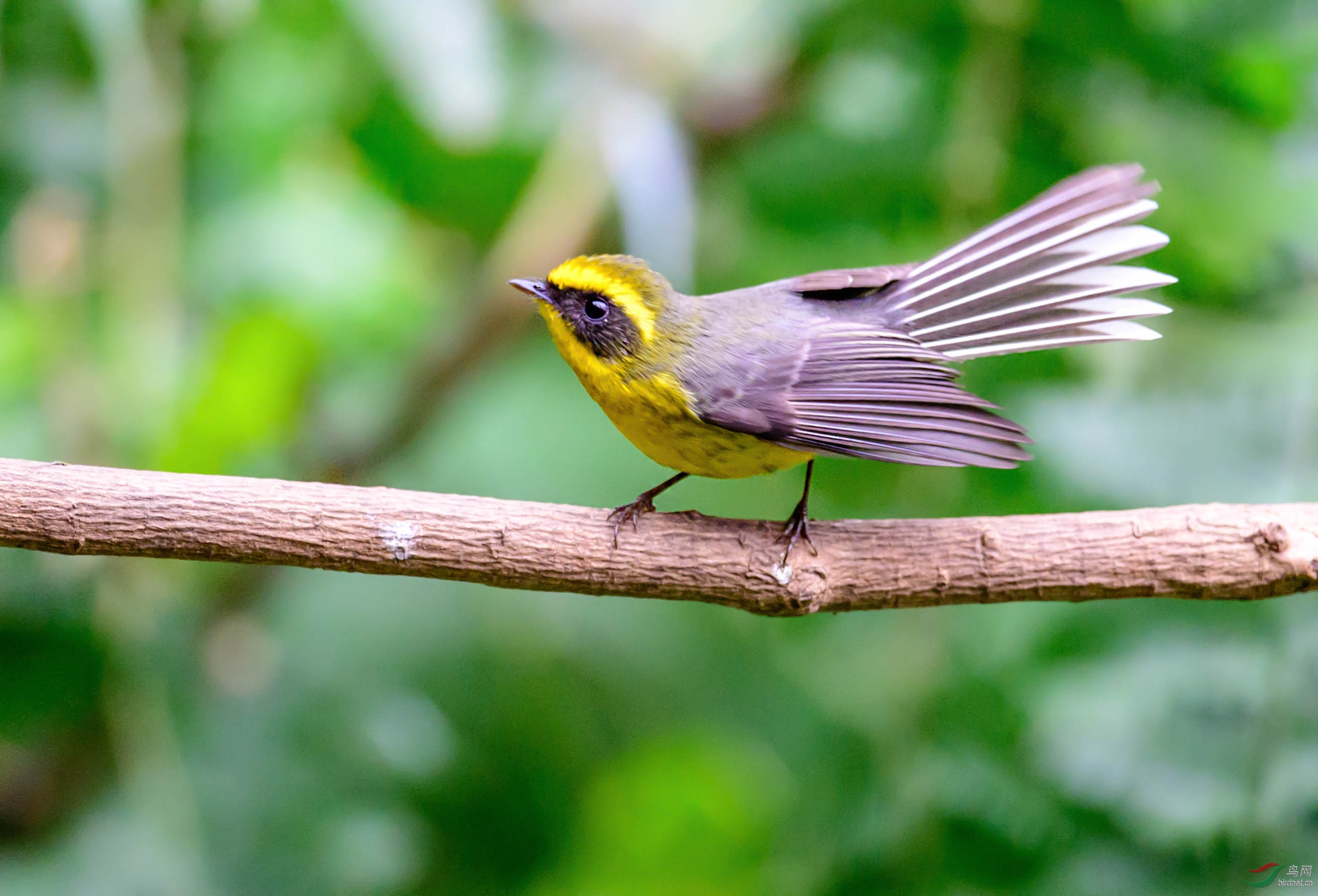 黄腹扇尾鹟
