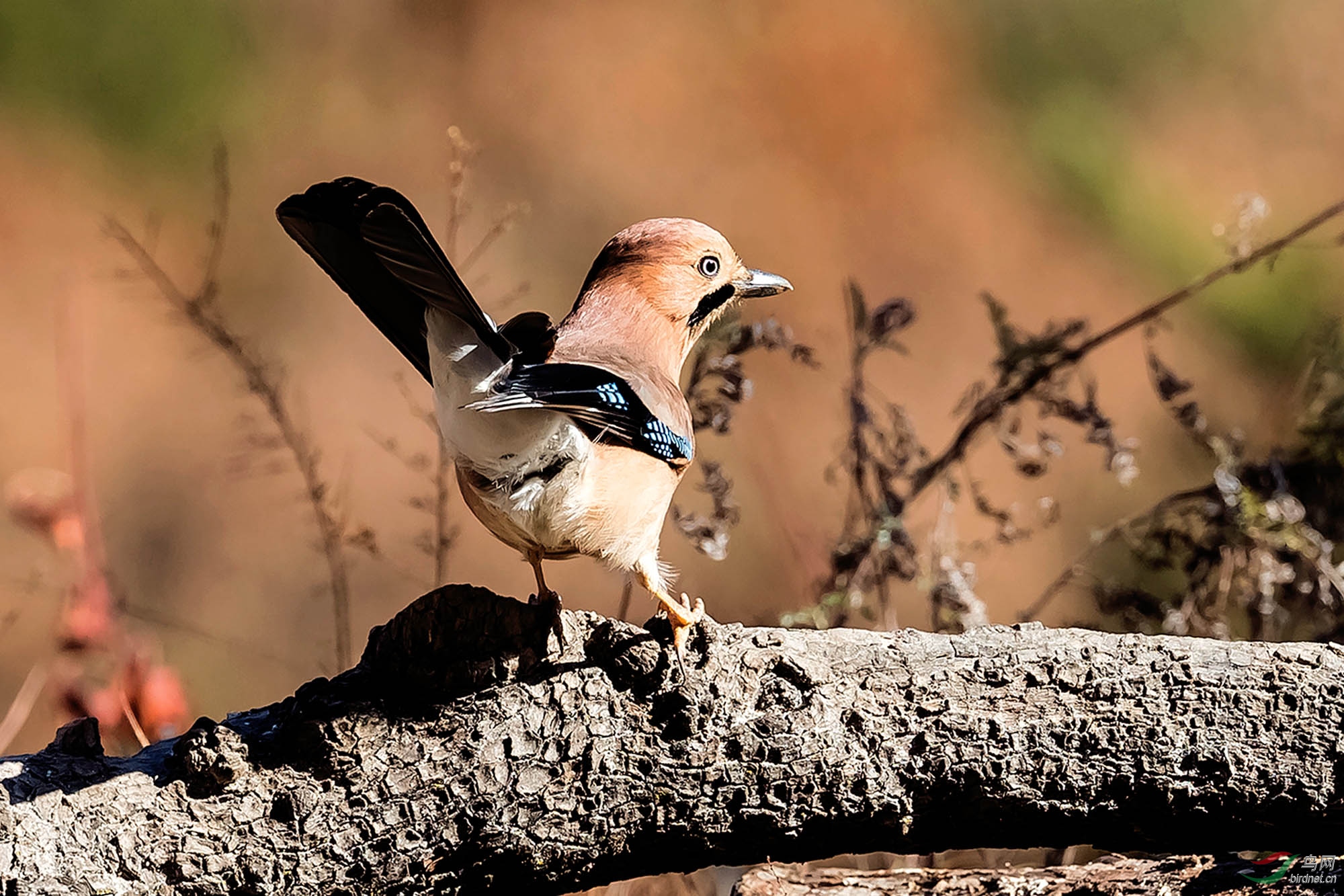 韵味十足-松鸭 - 拍鸟线路 鸟网