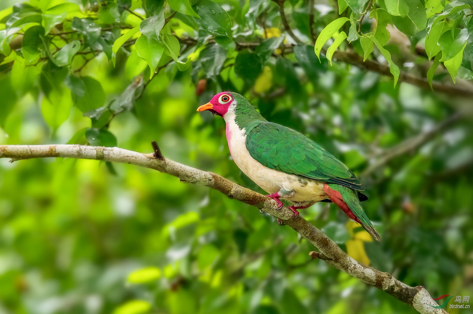 粉头果鸠 - 上海版 shanghai 鸟网