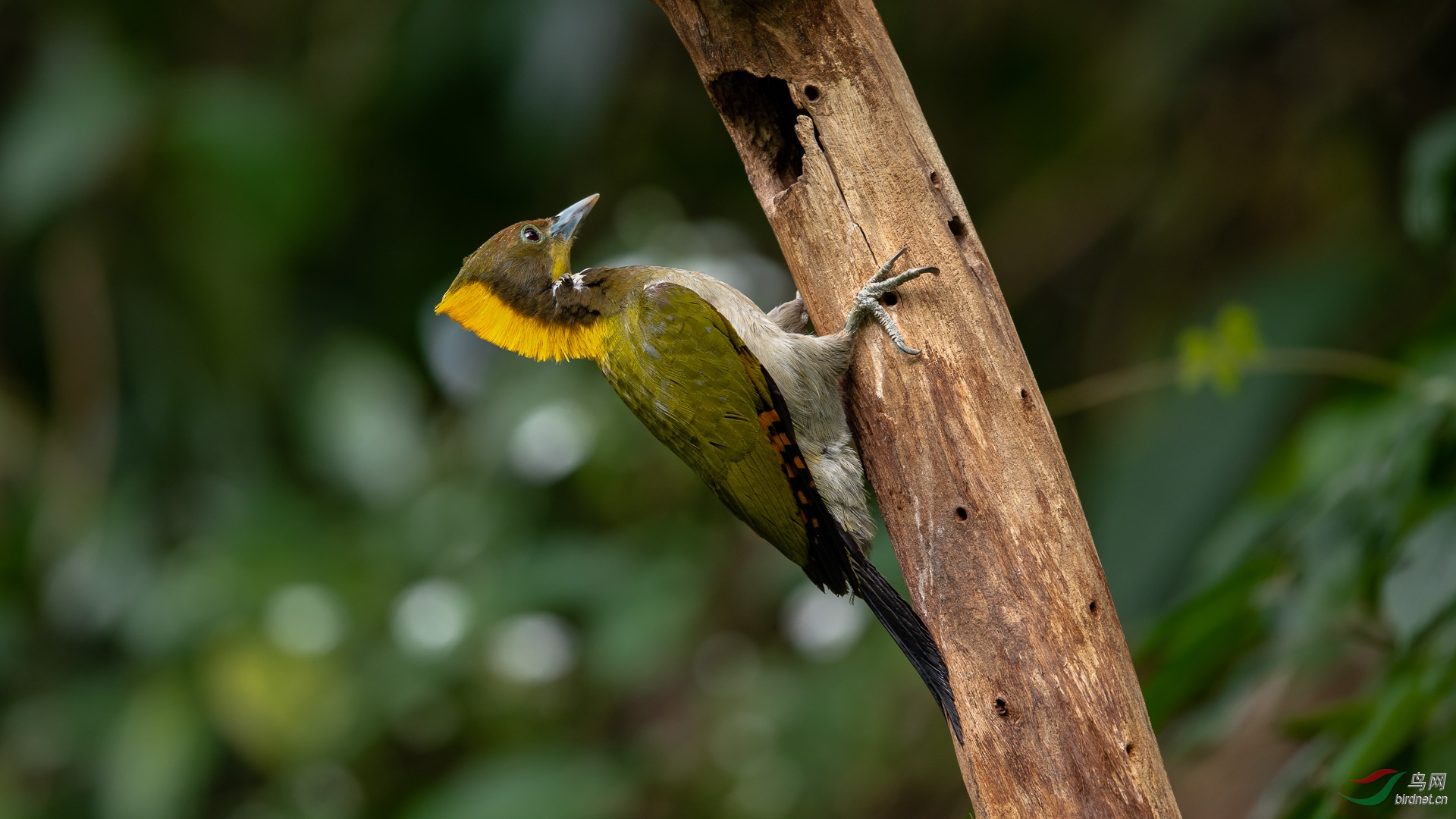 ��ƹ���ľ��