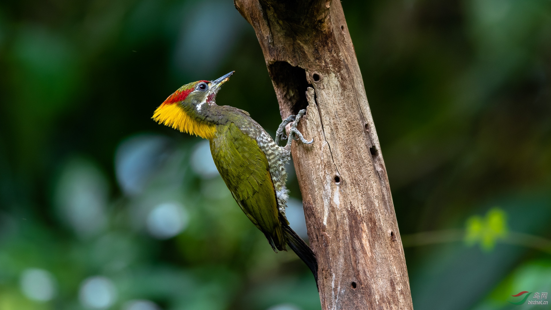 �S����ľ��С�ƹڡ�