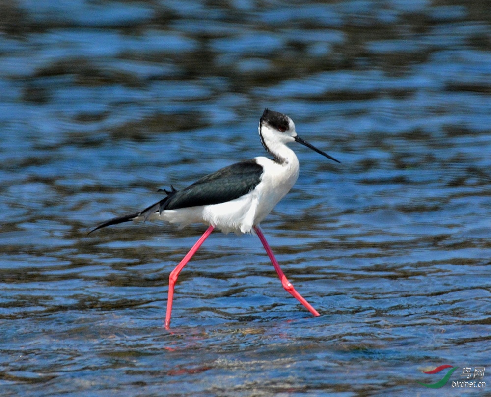 趾高气昂 - 台湾版 taiwan 鸟网