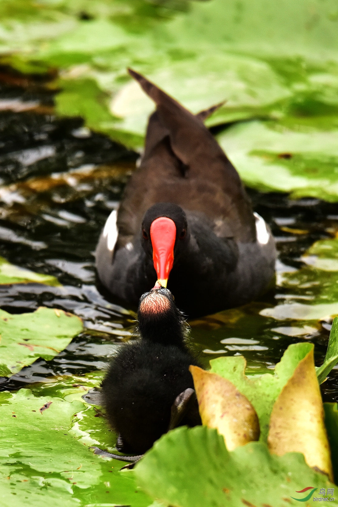 DSC_0796.JPG