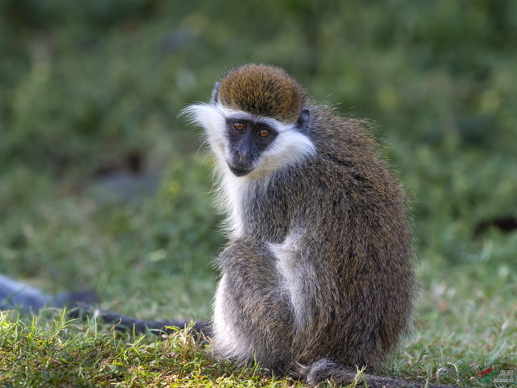 白颊猴.jpg