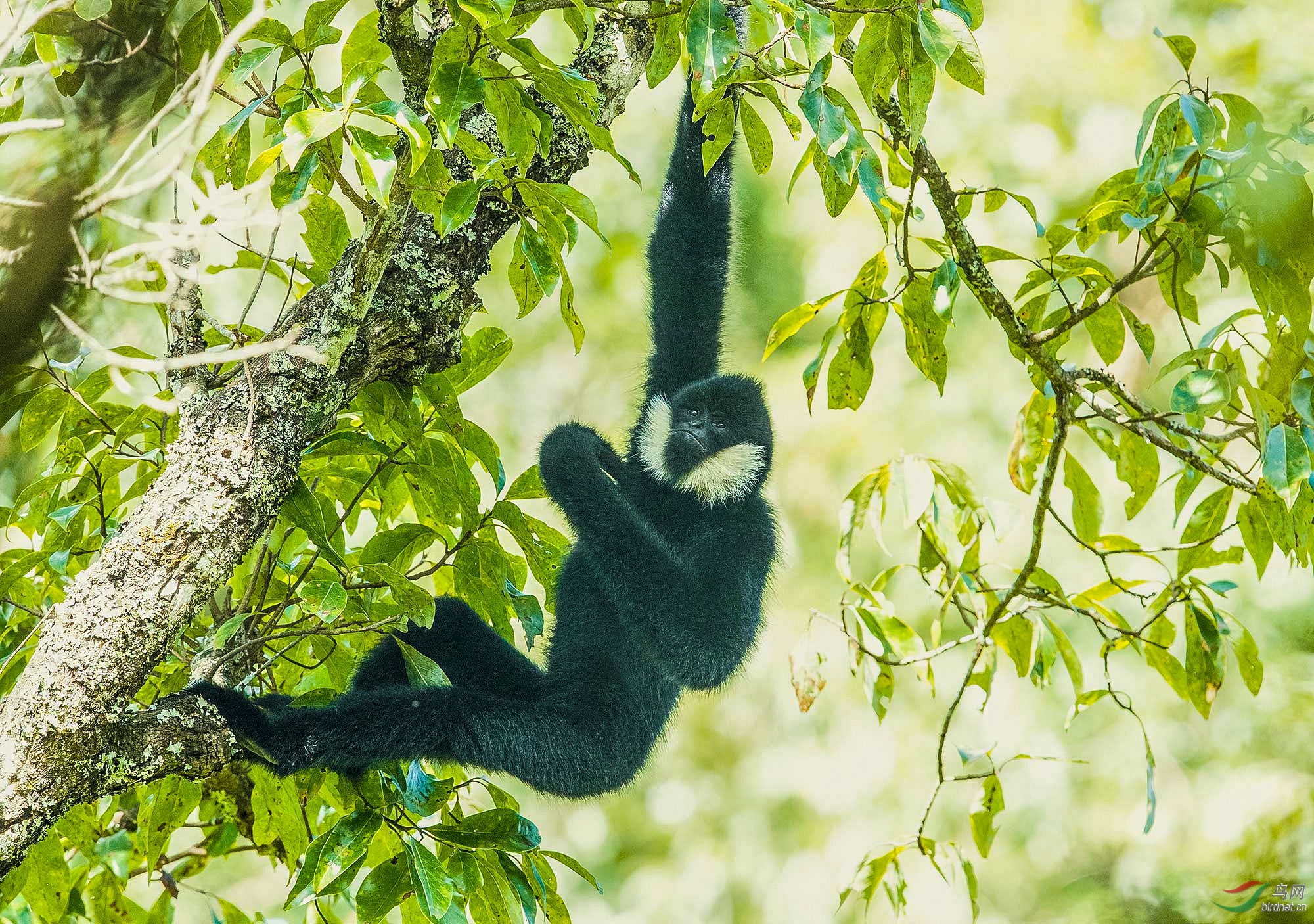 {濒危物种}白颊长臂猿