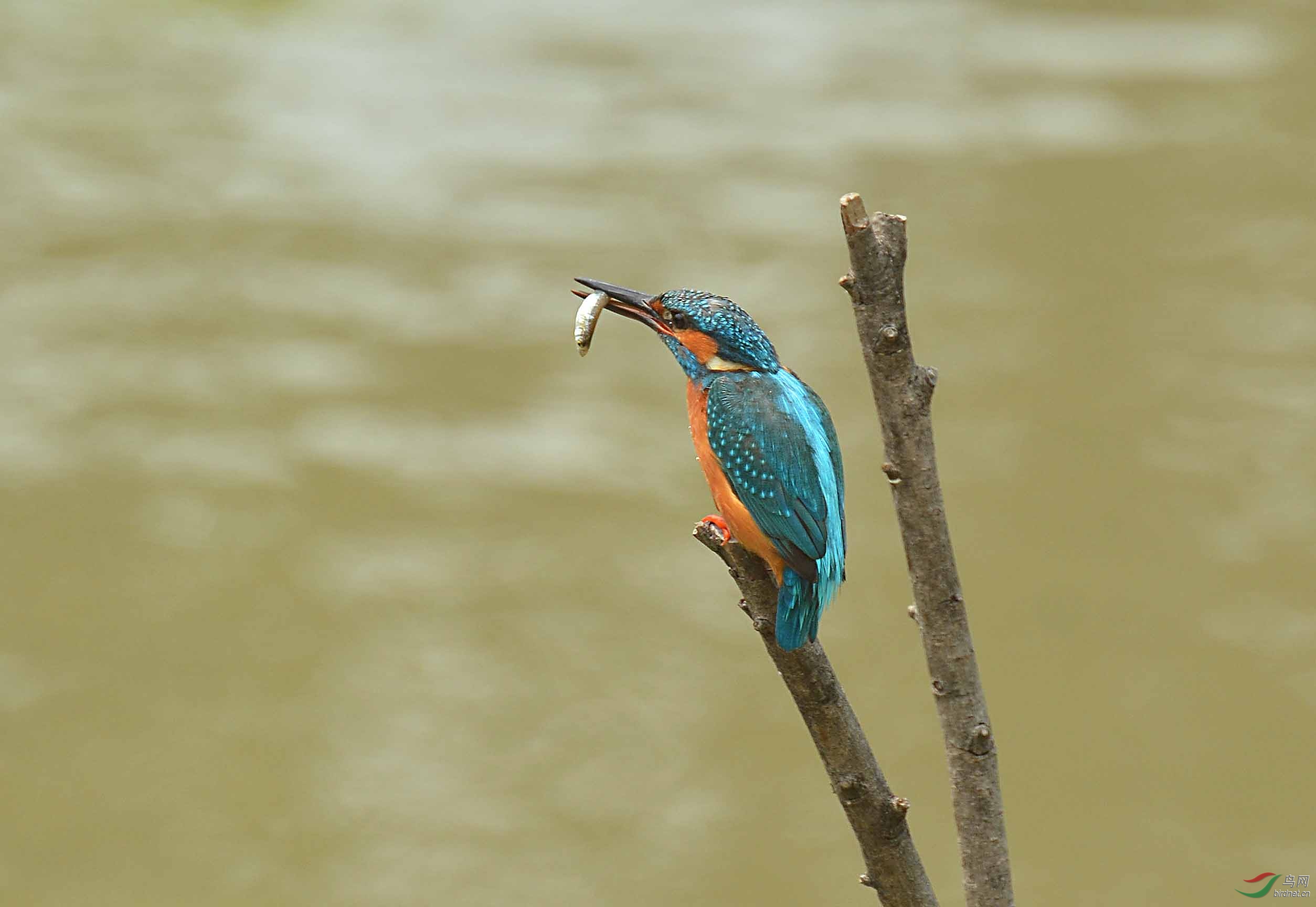 �۴�׽���������