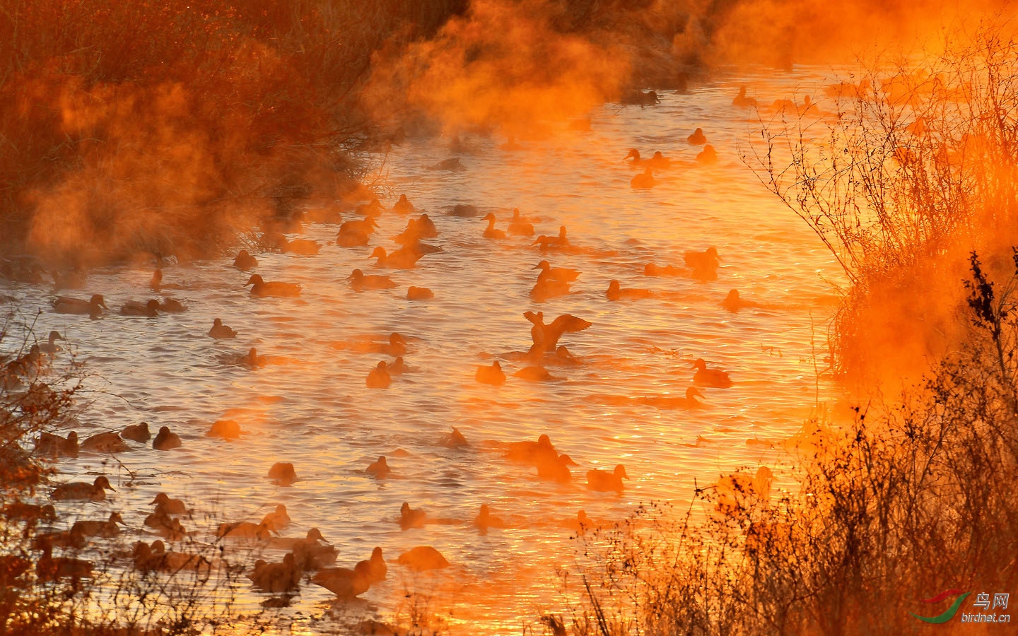 雾里藏鸭恭贺老师佳作获鸟网综合精华