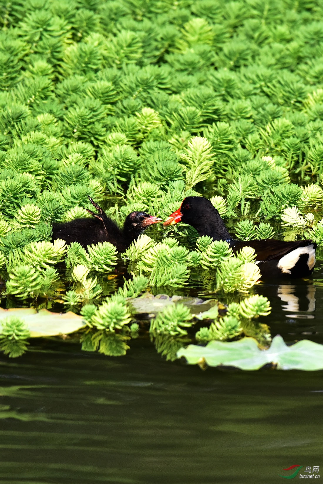 DSC_0803.JPG