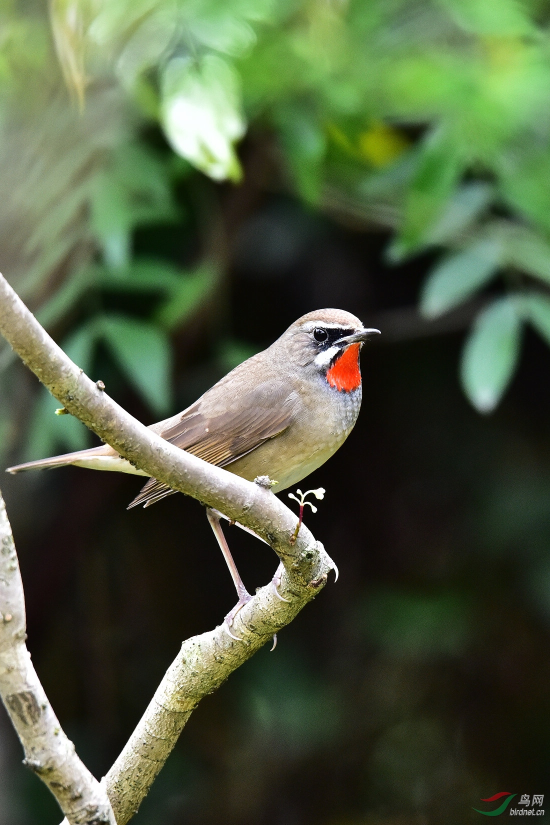 DSC_0401.JPG