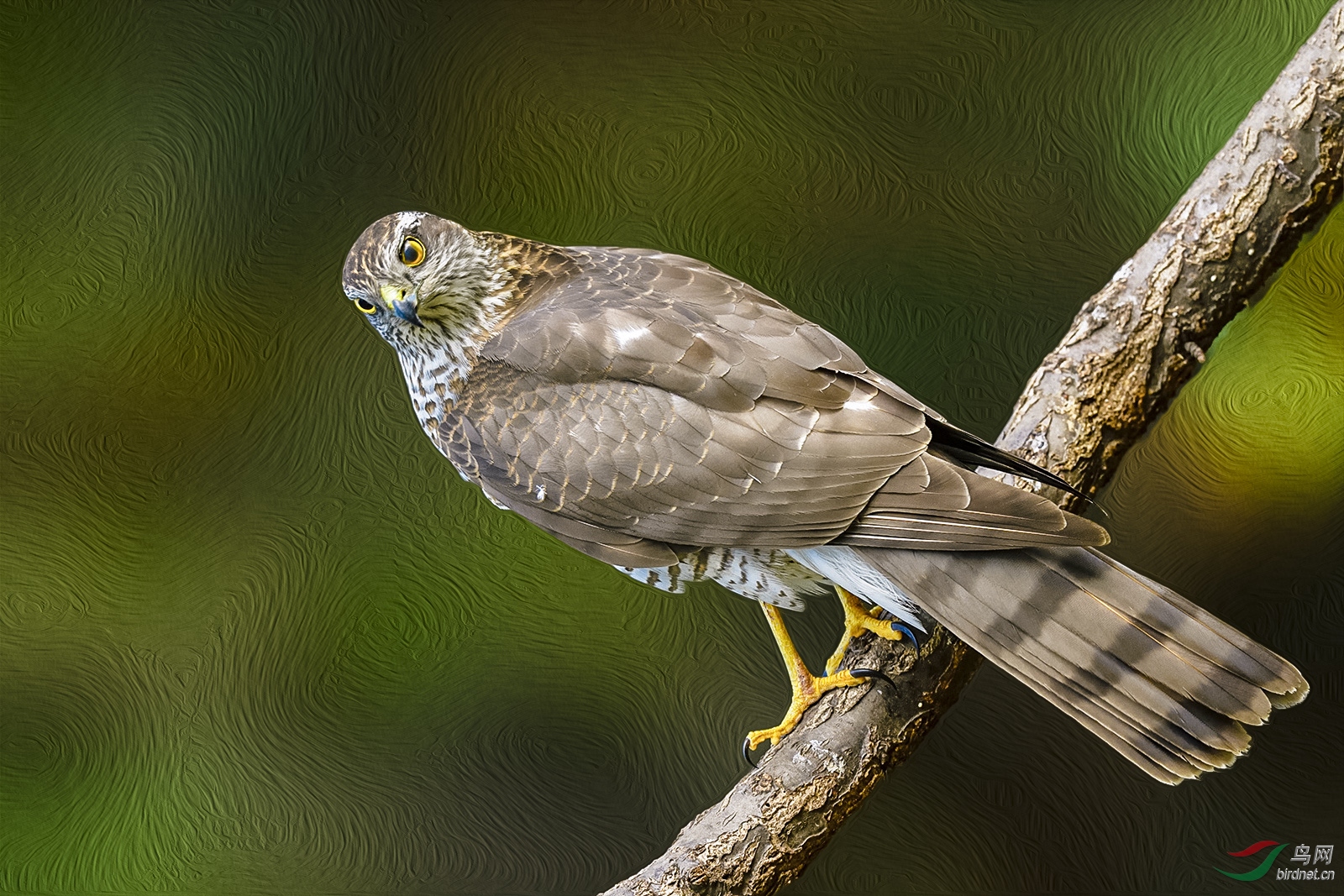 _DSC2289_2655aw.jpg