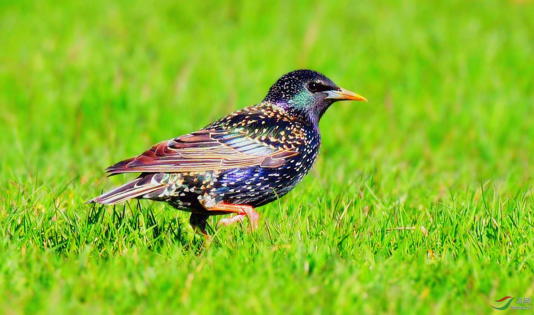 紫翅椋鸟【五彩珍珠衫】