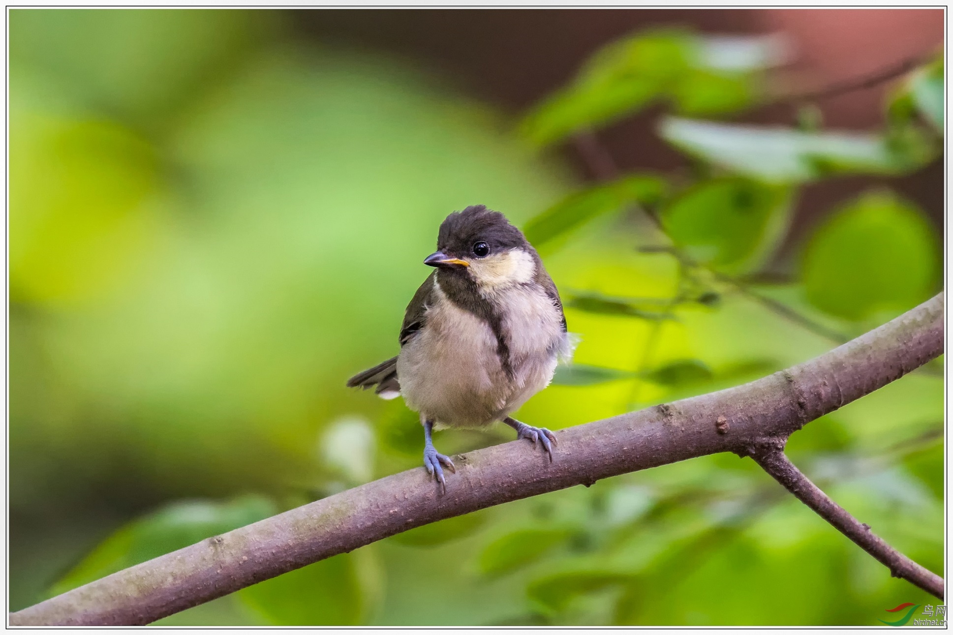 ��ɽȸ����