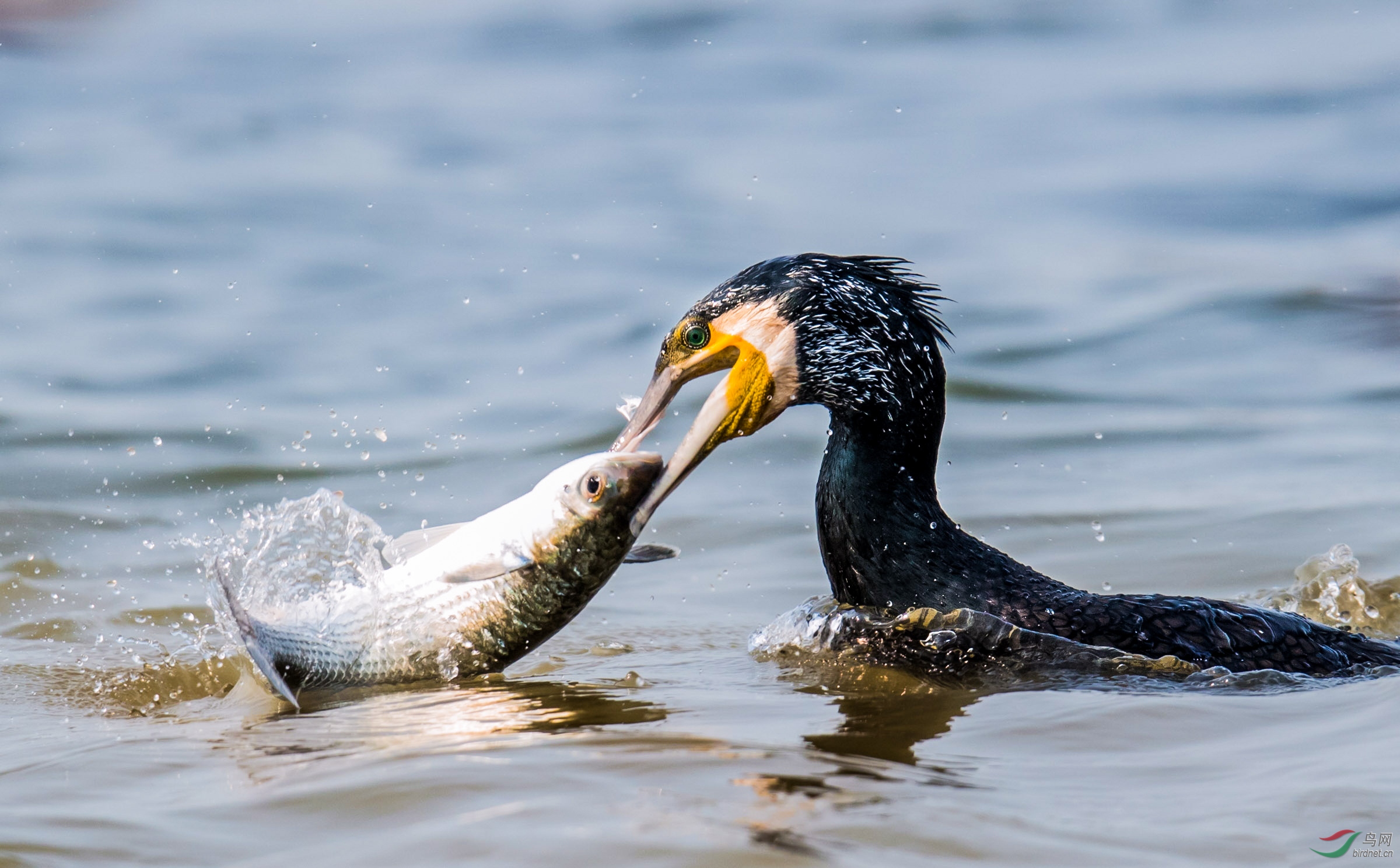 鸬鹚戏鱼